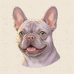 Lilac Frenchie